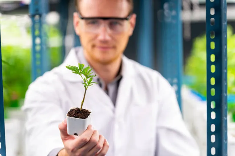 Tissue culture clone production